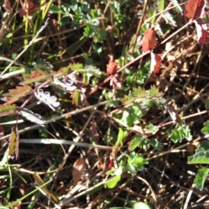 Sanguisorba minor at Rendezvous Creek, ACT - 2 May 2016