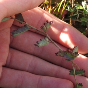 Sanguisorba minor at Rendezvous Creek, ACT - 2 May 2016