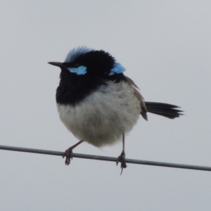 Malurus cyaneus at Tennent, ACT - 3 May 2016 12:00 AM