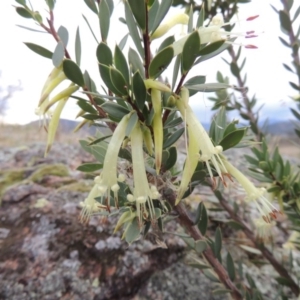 Styphelia triflora at Old Tuggeranong TSR - 31 Jan 2016