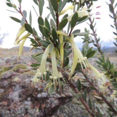 Styphelia triflora (Five-corners) at Old Tuggeranong TSR - 31 Jan 2016 by michaelb