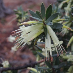 Styphelia triflora at Chisholm, ACT - 31 Jan 2016 07:54 PM