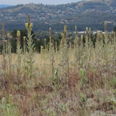 Verbascum thapsus subsp. thapsus (Great Mullein, Aaron's Rod) at Chisholm, ACT - 31 Jan 2016 by michaelb