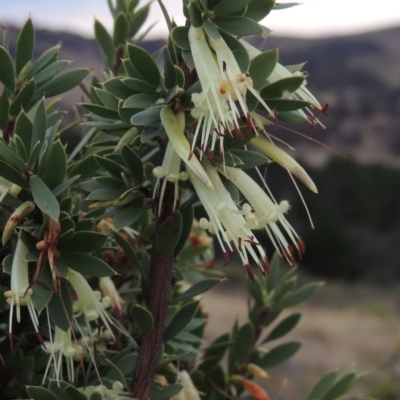 Styphelia triflora (Five-corners) at Melrose - 31 Jan 2016 by michaelb