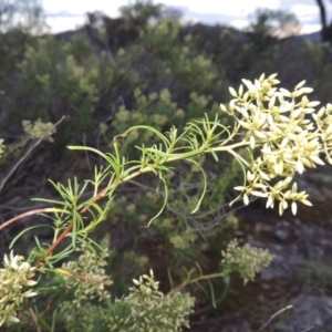 Cassinia quinquefaria at Chisholm, ACT - 31 Jan 2016