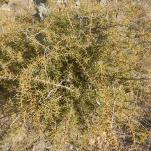 Acacia ulicifolia at Mitchell, ACT - 4 May 2016