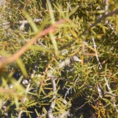 Acacia ulicifolia at Mitchell, ACT - 4 May 2016 02:33 PM