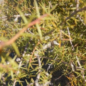 Acacia ulicifolia at Mitchell, ACT - 4 May 2016