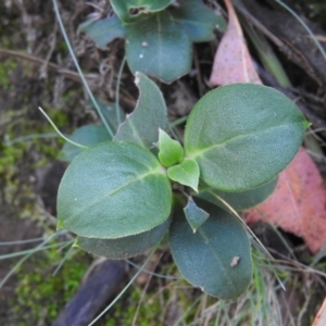 Coprosma hirtella at Cotter River, ACT - 4 May 2016