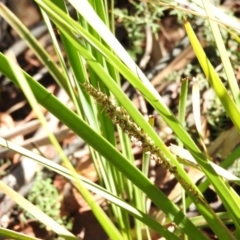 Lomandra longifolia (Spiny-headed Mat-rush, Honey Reed) at Cotter River, ACT - 4 May 2016 by RyuCallaway