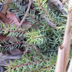 Persoonia chamaepeuce (Dwarf Geebung) at Cotter River, ACT - 4 May 2016 by ArcherCallaway