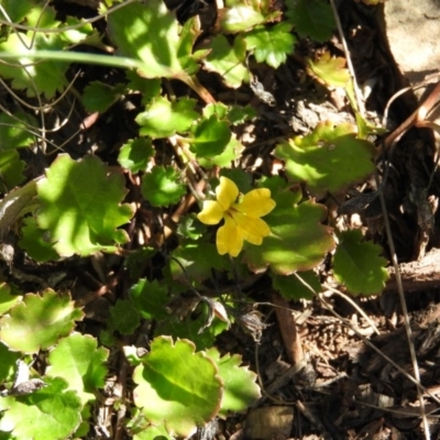 Goodenia hederacea subsp. alpestris at Cotter River, ACT - 4 May 2016 by ArcherCallaway