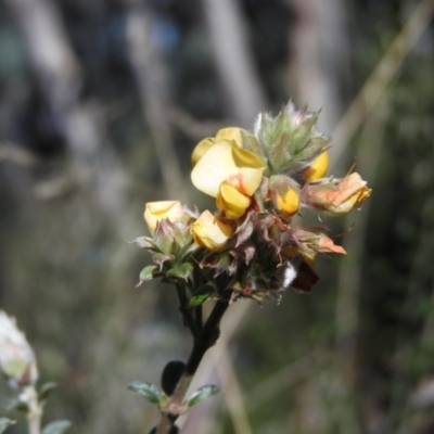 Mirbelia oxylobioides (Mountain Mirbelia) at Cotter River, ACT - 4 May 2016 by ArcherCallaway