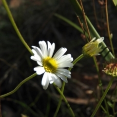 Brachyscome sp. (Cut-leaf Daisy) at Cotter River, ACT - 4 May 2016 by ArcherCallaway