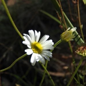 Brachyscome sp. at Cotter River, ACT - 4 May 2016