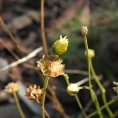 Brachyscome sp. at Cotter River, ACT - 4 May 2016 12:47 PM