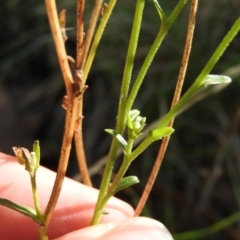 Brachyscome sp. at Cotter River, ACT - 4 May 2016