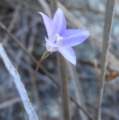 Wahlenbergia capillaris (Tufted Bluebell) at Fadden, ACT - 23 Apr 2016 by RyuCallaway