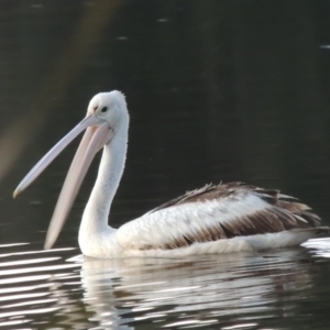 Pelecanus conspicillatus at Monash, ACT - 11 Apr 2016 07:22 PM