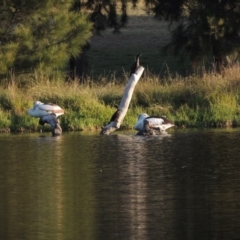 Pelecanus conspicillatus at Monash, ACT - 11 Apr 2016