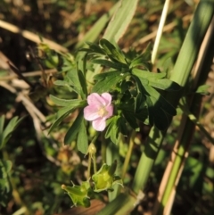 Geranium retrorsum (Grassland Cranesbill) at Monash, ACT - 11 Apr 2016 by michaelb