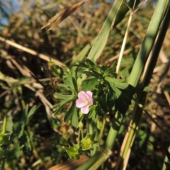 Geranium retrorsum at Monash, ACT - 11 Apr 2016 05:56 PM