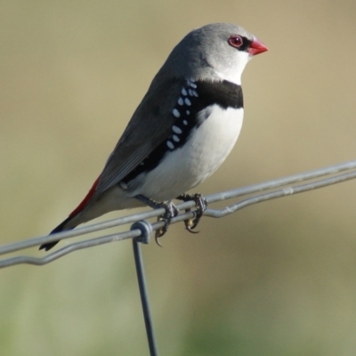 Stagonopleura guttata (Diamond Firetail) at Hume, ACT - 26 Mar 2016 by roymcd