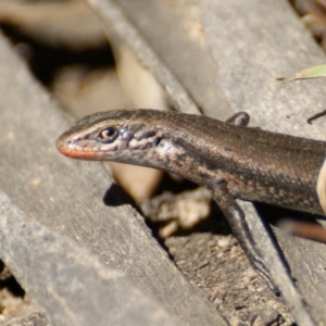 Pseudemoia entrecasteauxii at Tennent, ACT - 20 Feb 2016 02:50 PM