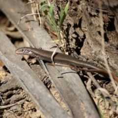 Pseudemoia entrecasteauxii at Tennent, ACT - 20 Feb 2016 02:50 PM