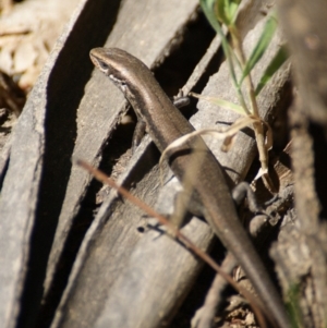 Pseudemoia entrecasteauxii at Tennent, ACT - 20 Feb 2016 02:50 PM