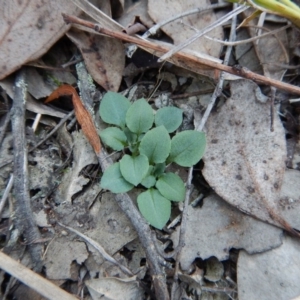 Speculantha rubescens at Belconnen, ACT - 4 May 2016