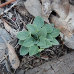 Speculantha rubescens at Belconnen, ACT - 4 May 2016