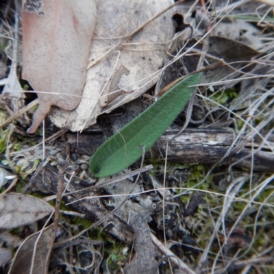 Glossodia major (Wax Lip Orchid) at Belconnen, ACT - 4 May 2016 by CathB