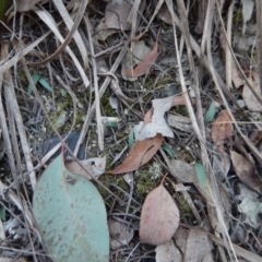 Glossodia major at Belconnen, ACT - 4 May 2016