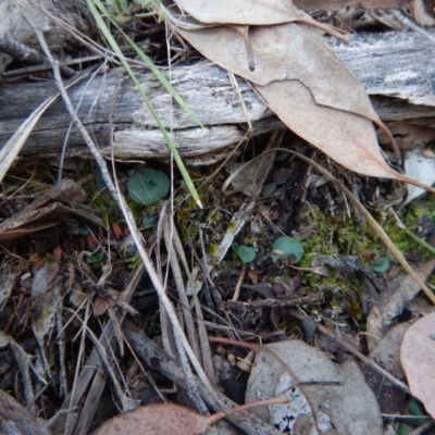 Corysanthes hispida (Bristly Helmet Orchid) at Aranda, ACT - 4 May 2016 by CathB