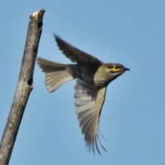 Caligavis chrysops (Yellow-faced Honeyeater) at Molonglo River Reserve - 2 May 2016 by JohnBundock