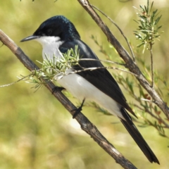 Myiagra inquieta (Restless Flycatcher) at Paddys River, ACT - 5 May 2016 by JohnBundock