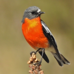 Petroica phoenicea (Flame Robin) at Paddys River, ACT - 5 May 2016 by JohnBundock