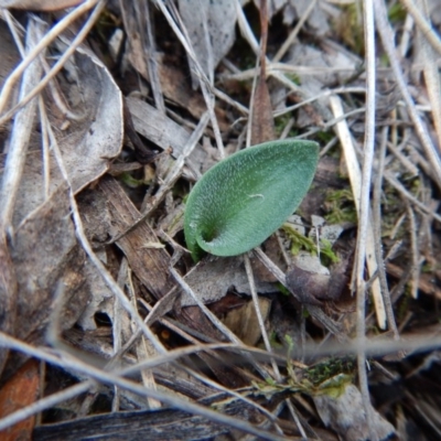 Eriochilus cucullatus (Parson's Bands) at Aranda, ACT - 7 May 2016 by CathB