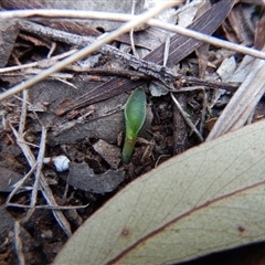 Eriochilus cucullatus at Point 4157 - suppressed