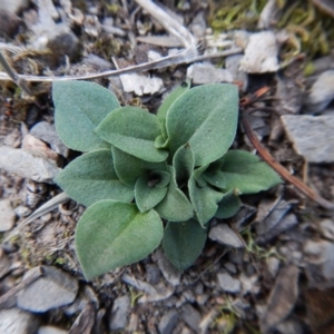 Speculantha rubescens at Aranda, ACT - suppressed