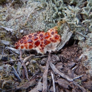 Oligoporus at Point 4157 - 7 May 2016