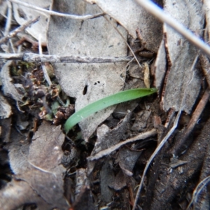 Cyanicula caerulea at Point 3852 - suppressed