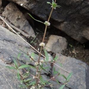 Alternanthera denticulata at Paddys River, ACT - 2 Feb 2016