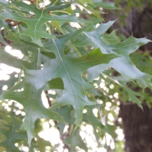 Quercus palustris at Gordon, ACT - 2 Feb 2016