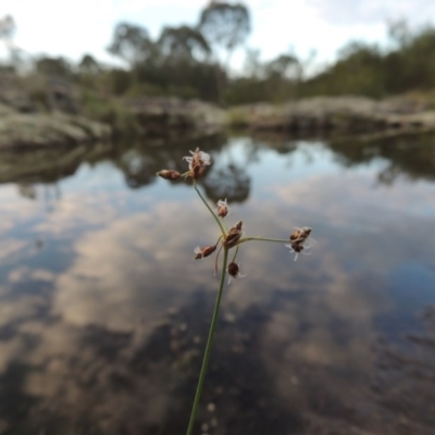 Fimbristylis dichotoma (A Sedge) at Paddys River, ACT - 2 Feb 2016 by michaelb