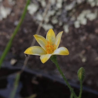 Hypoxis hygrometrica var. hygrometrica (Golden Weather-grass) at Pine Island to Point Hut - 2 Feb 2016 by michaelb