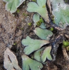 Riccia inflexa (Liverwort) at Pine Island to Point Hut - 2 Feb 2016 by michaelb