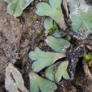 Riccia inflexa at Paddys River, ACT - 2 Feb 2016