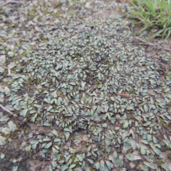 Riccia inflexa at Paddys River, ACT - 2 Feb 2016 08:00 PM